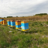 Nasze pszczółki na plantacji borówki amerykańskiej - wyszedł fantastyczny, unikatowy i bardzo rzadko spotykany miód :)
