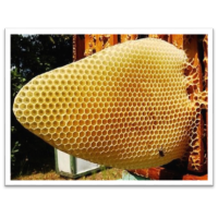 Wosk pszczeli 1kg